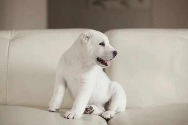 自宅でソファの上でかわいい白い子犬のポーズ — ストック写真