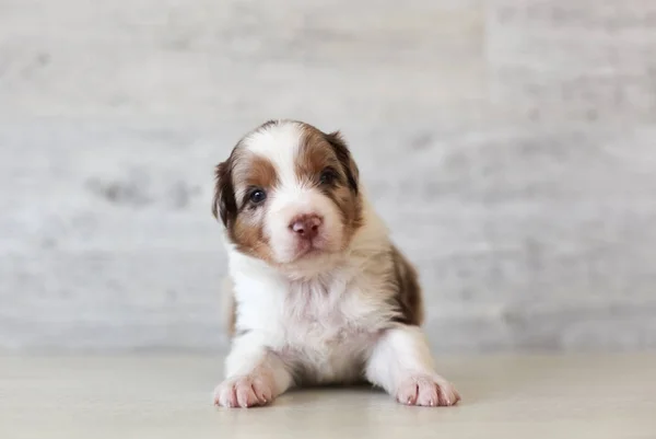 Cute Spotted Puppy Poseren Thuis — Stockfoto