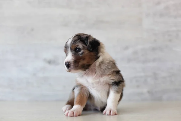 Cute Spotted Puppy Posing Home — Stock Photo, Image