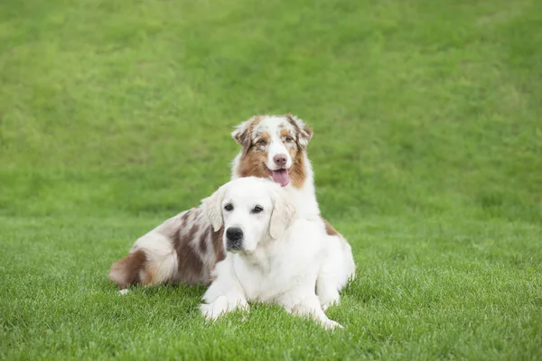 gündüz açık havada poz sevimli köpekler