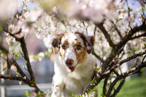 Porträtt Söt Hund Poserar Utomhus — Stockfoto