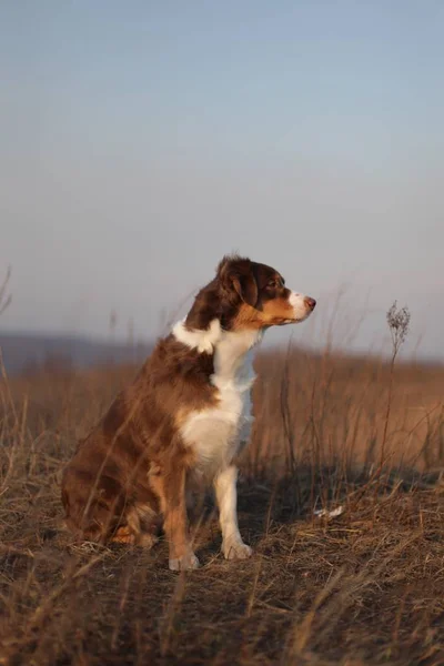 sevimli köpek açık havada poz portresi