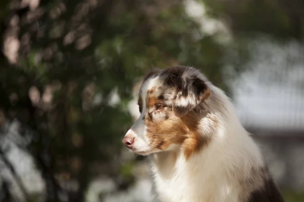 Porträtt Söt Hund Poserar Utomhus — Stockfoto