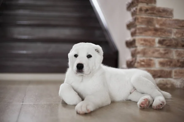 自宅でかわいい白い子犬のポーズ — ストック写真