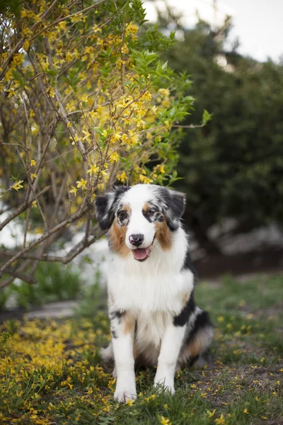 Porträtt Söt Hund Poserar Utomhus — Stockfoto