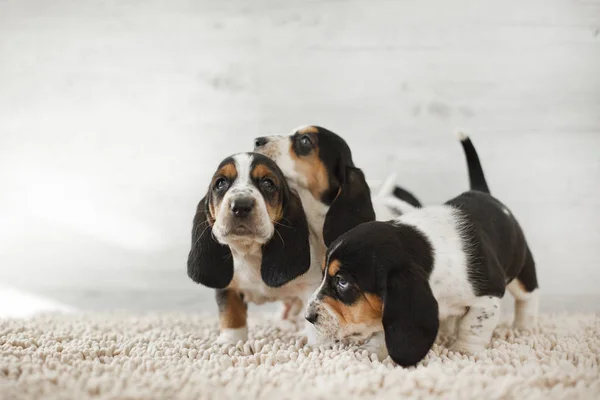 居心地の良いカーペットの上に長い耳を持つかわいい子犬 — ストック写真