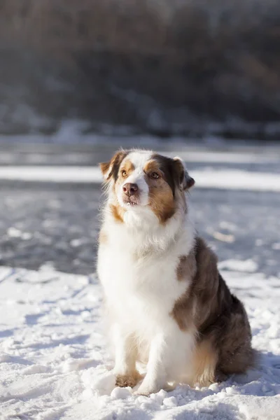 Portret Ładny Pies Pozowanie Zewnątrz — Zdjęcie stockowe
