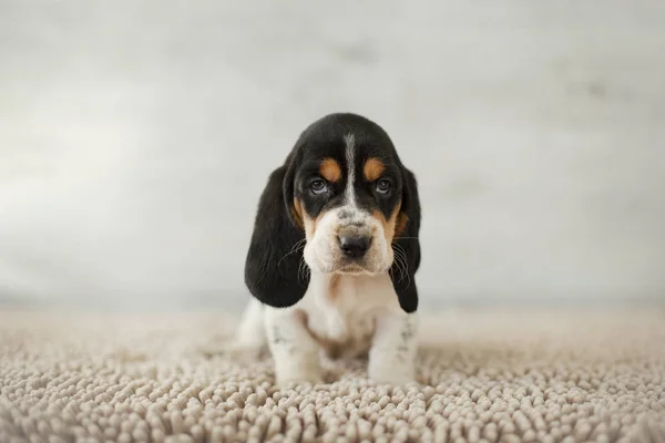 Cachorrinho Bonito Com Orelhas Longas Tapete Acolhedor — Fotografia de Stock