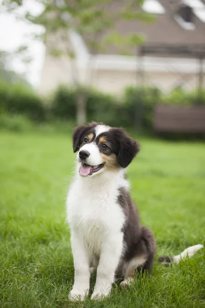 sevimli köpek açık havada poz portresi
