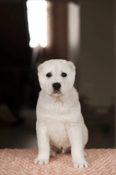 Cute White Puppy Posing Home — Stock Photo, Image