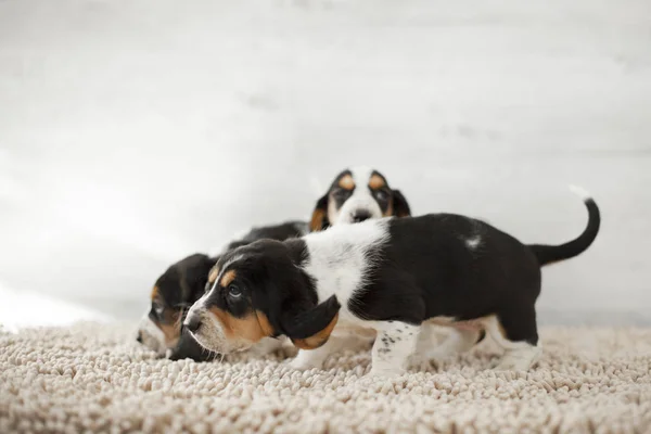 Schattige Puppies Met Lange Oren Gezellig Tapijt — Stockfoto