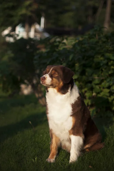 sevimli köpek açık havada poz portresi