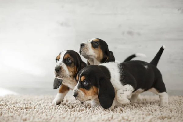 Schattige Puppies Met Lange Oren Gezellig Tapijt — Stockfoto