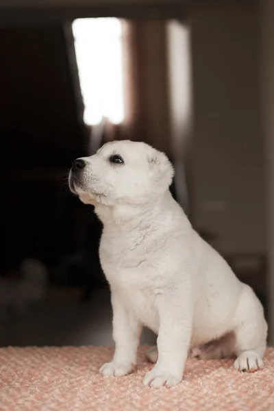 Cute White Puppy Stwarzających Domu — Zdjęcie stockowe