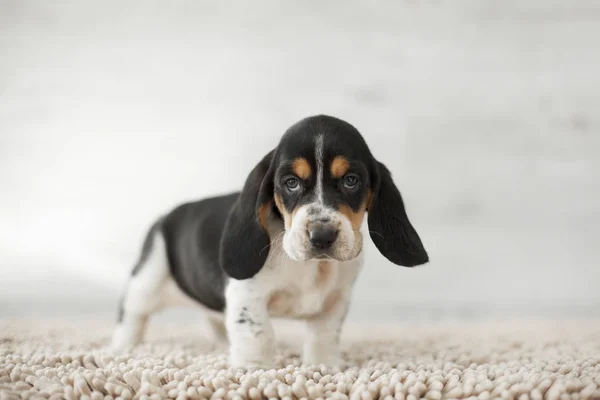 rahat halı üzerinde uzun kulakları ile sevimli köpek yavrusu 