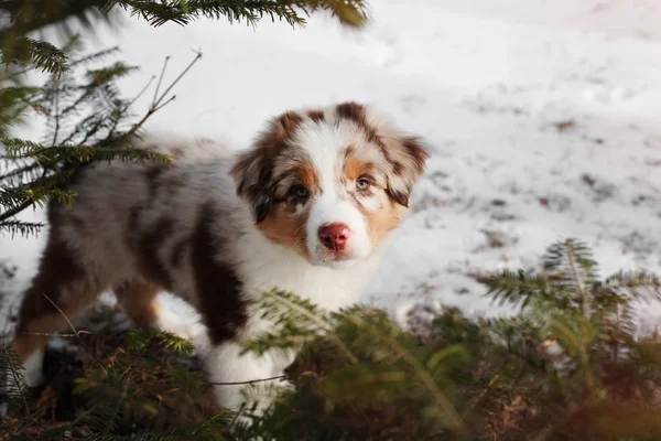 sevimli benekli köpek yavrusu poz açık