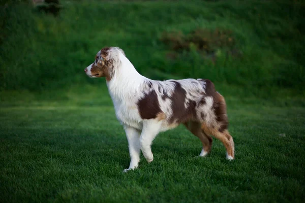 Porträtt Söt Hund Poserar Utomhus — Stockfoto