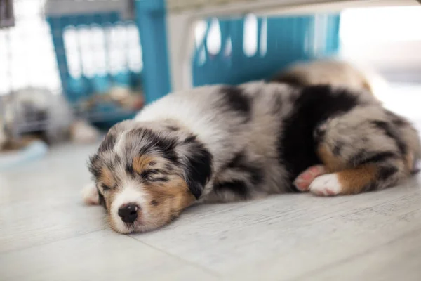 Cute Spotted Puppy Poseren Thuis — Stockfoto