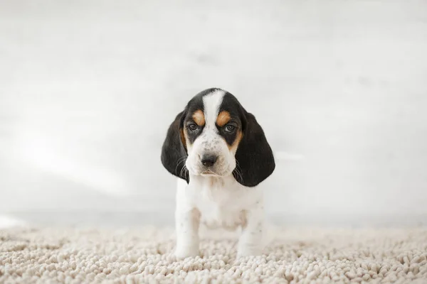 Schattige Puppy Met Lange Oren Gezellig Tapijt — Stockfoto