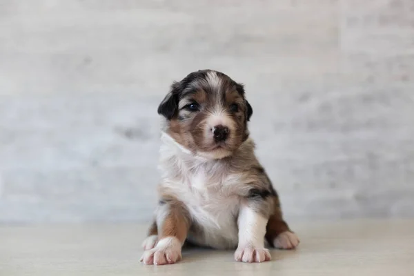 Cute Spotted Puppy Poseren Thuis — Stockfoto