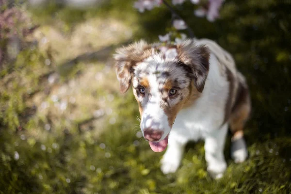 Portret Van Schattige Hond Poseren Buitenshuis — Stockfoto