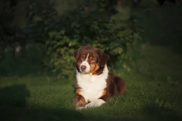 Porträtt Söt Hund Poserar Utomhus — Stockfoto