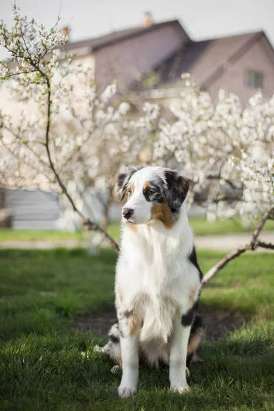 Porträtt Söt Hund Poserar Utomhus — Stockfoto