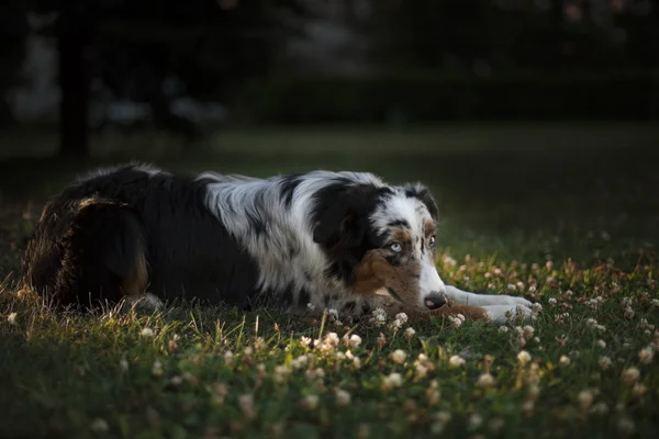 Porträtt Söt Hund Poserar Utomhus — Stockfoto