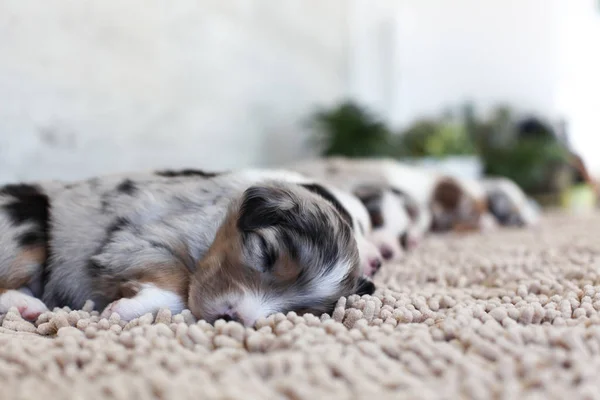 Grupo Lindos Cachorros Casa Durante Día — Foto de Stock