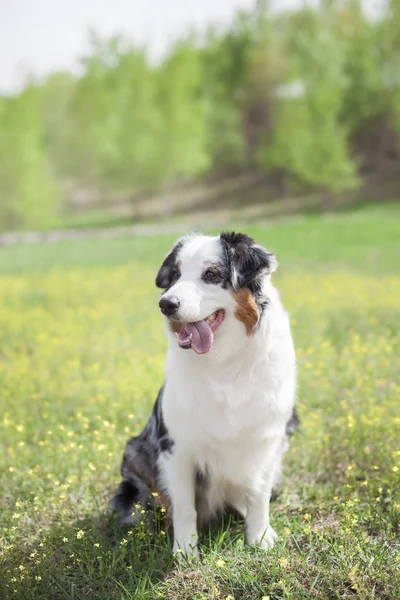 Porträtt Söt Hund Poserar Utomhus — Stockfoto