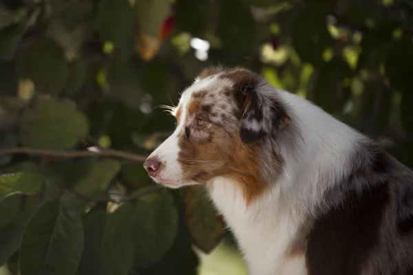 Porträtt Söt Hund Poserar Utomhus — Stockfoto