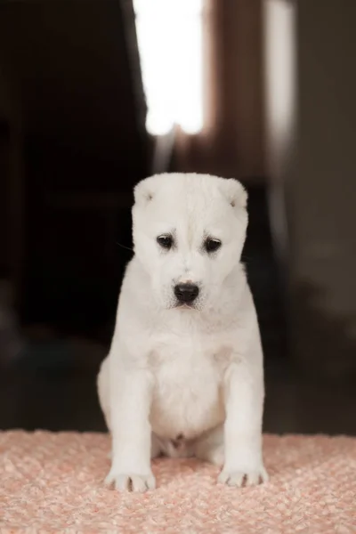 自宅でかわいい白い子犬のポーズ — ストック写真