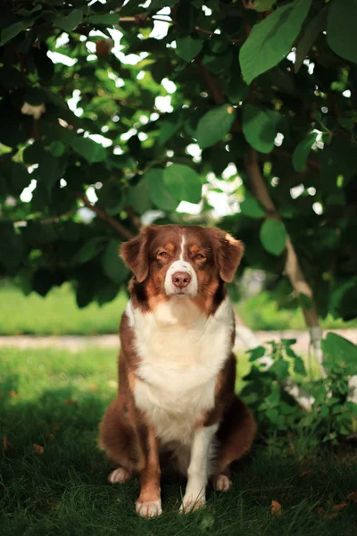 Porträtt Söt Hund Poserar Utomhus — Stockfoto