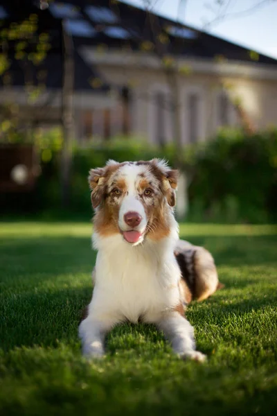 Portret Van Schattige Hond Poseren Buitenshuis — Stockfoto