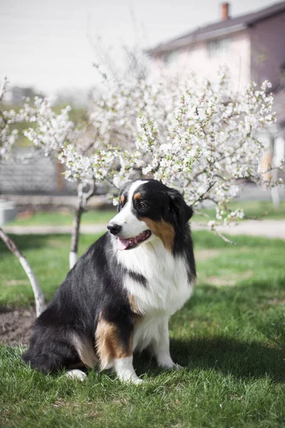 Porträtt Söt Hund Poserar Utomhus — Stockfoto