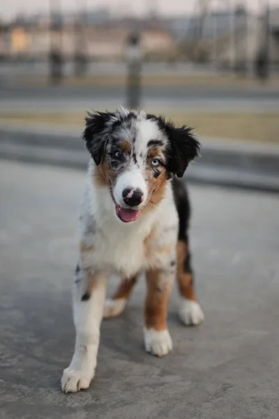 Portrait Cute Dog Posing Outdoors — Stock Photo, Image