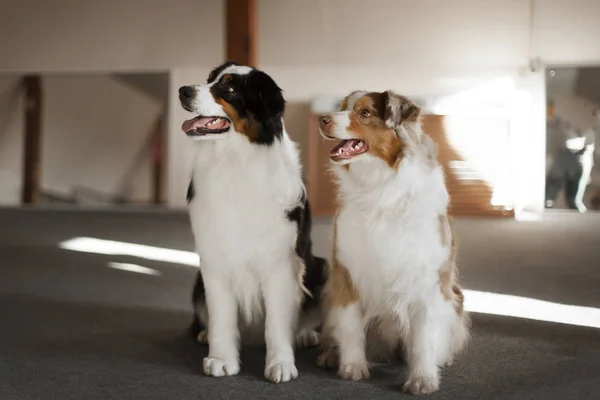 Açık havada poz sevimli köpekler portre