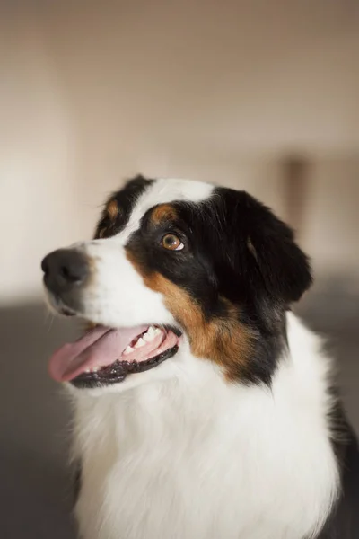 evde poz sevimli köpek portre 