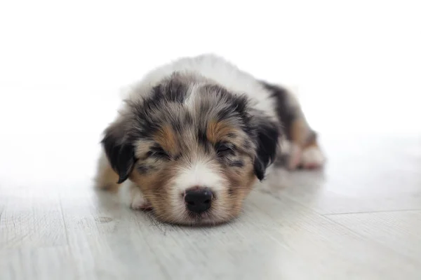 Cute Spotted Puppy Poseren Thuis — Stockfoto