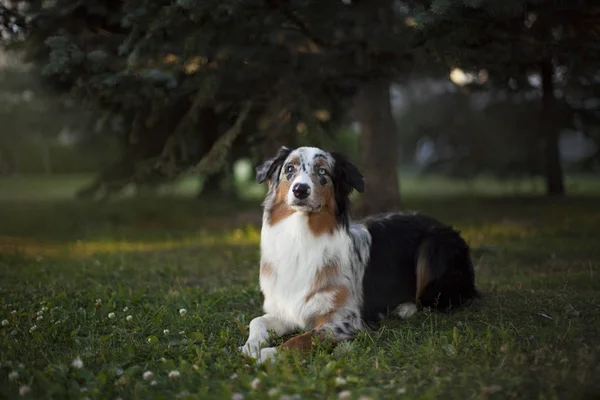 Portret Van Schattige Hond Poseren Buitenshuis — Stockfoto