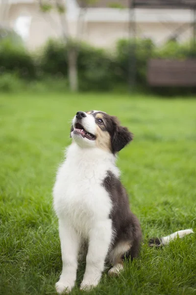 Portrait Cute Dog Posing Outdoors — Stock Photo, Image