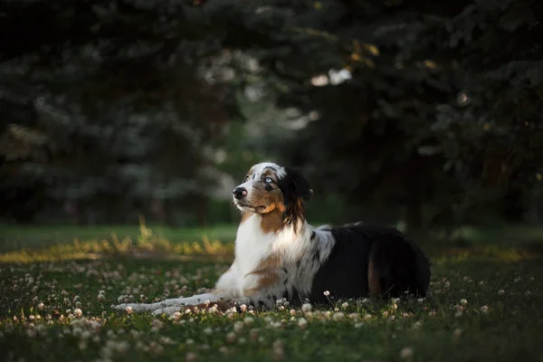 Portret Van Schattige Hond Poseren Buitenshuis — Stockfoto