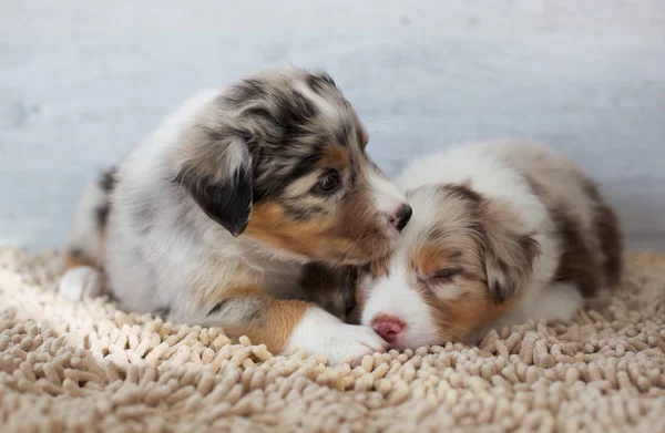 昼間の自宅でかわいい子犬のグループ — ストック写真