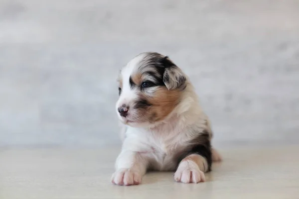 Sevimli Benekli Köpek Yavrusu Evde Poz — Stok fotoğraf