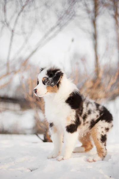 Portrait Cute Dog Posing Outdoors — Stock Photo, Image
