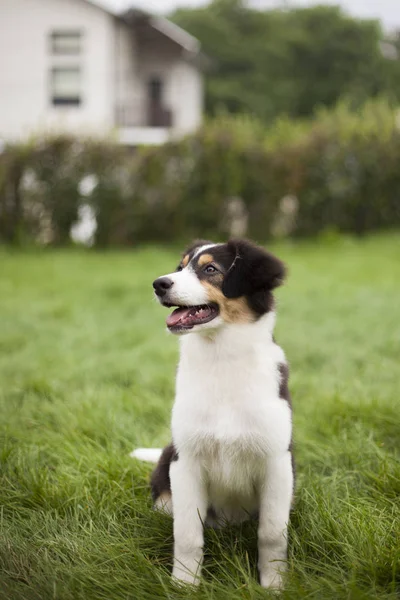 Портрет Милой Собаки Позирующей Открытом Воздухе — стоковое фото