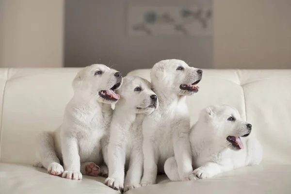 Grupo Cachorros Brancos Bonitos Posando Sofá — Fotografia de Stock