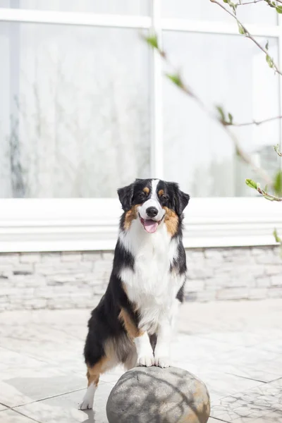 Porträtt Söt Hund Poserar Utomhus — Stockfoto