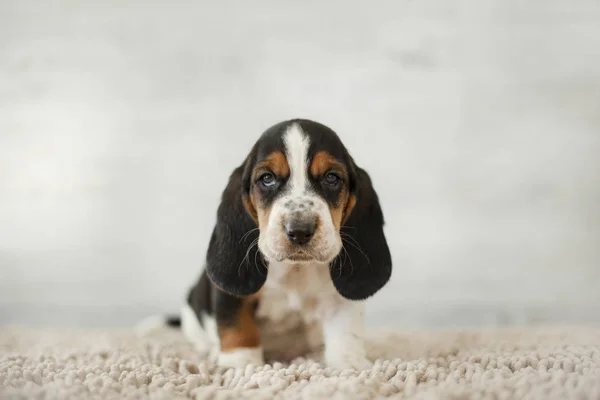 rahat halı üzerinde uzun kulakları ile sevimli köpek yavrusu 