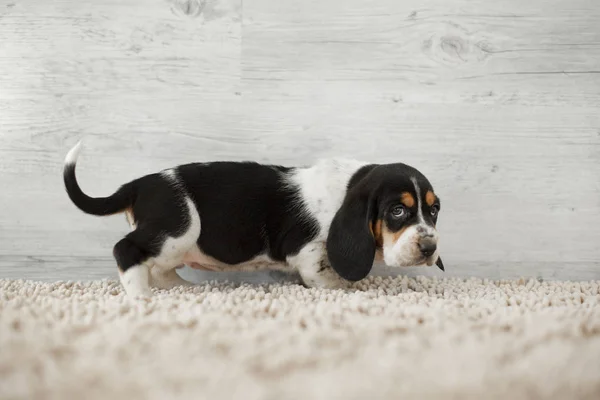 Schattige Puppy Met Lange Oren Gezellig Tapijt — Stockfoto